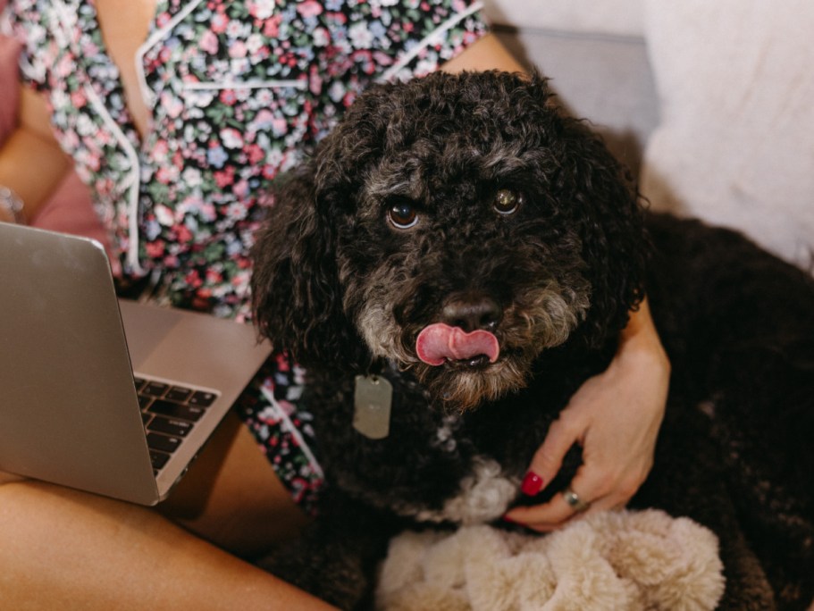 Is Pet Insurance Worth It? Here’s What To Know…