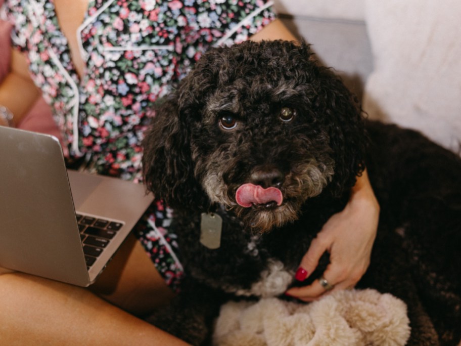 black dog with tongue sticking out
