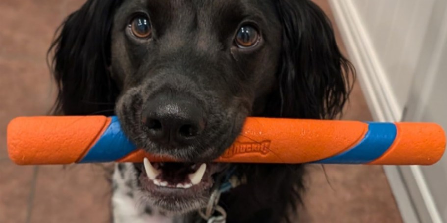 Chuckit Air Fetch Stick Dog Toy Only $5 on Amazon (Reg. $11)