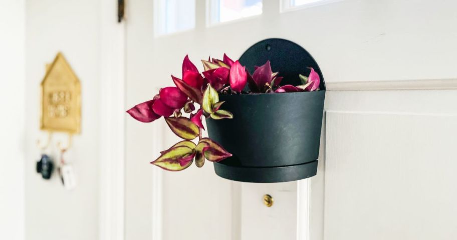 self watering planter with plant in it hanging on door