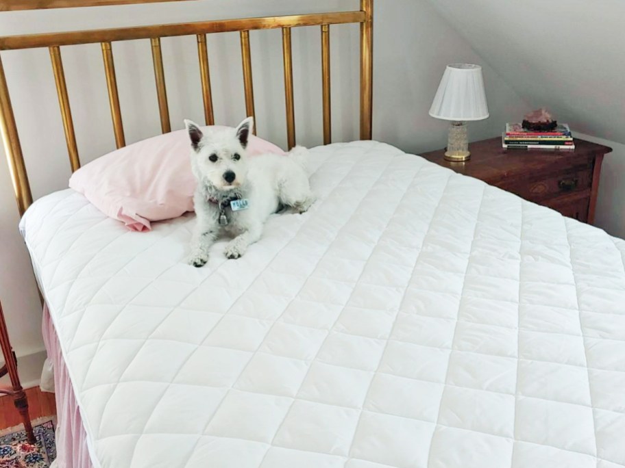 white dog laying on a bed with a quilted mattress protector