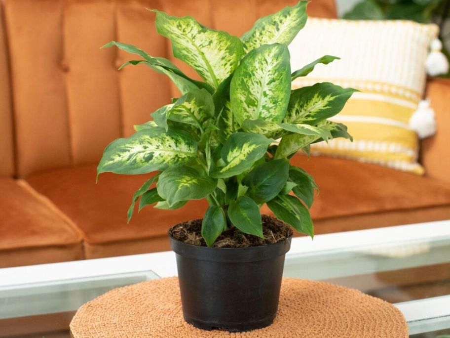 Costa Farms Dieffenbachia Dumb Cane House Plant