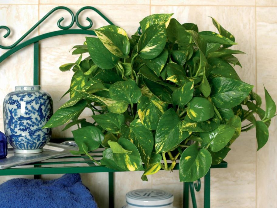 Costa Farms Devil's Ivy Golden Pothos in 10" Hanging Basket