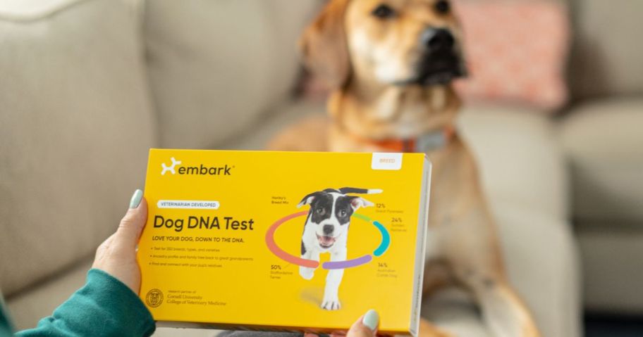 HAND HOLDING AN EMBARK DOG DNA TEST KIT IN FRONT OF A DOG