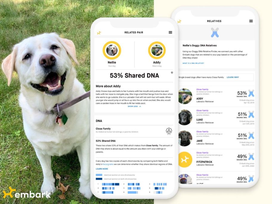 Images of test results from an Embark Dog DNA kit