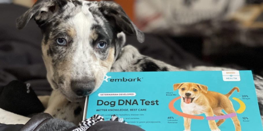 Over $70 Off Embark Dog DNA + Health Test | Find Your Dog’s Breed, Relatives, & Health Risks!
