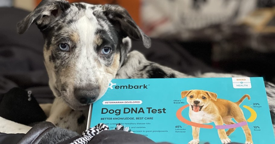 Over $70 Off Embark Dog DNA + Health Test | Find Your Dog’s Breed, Relatives, & Health Risks!