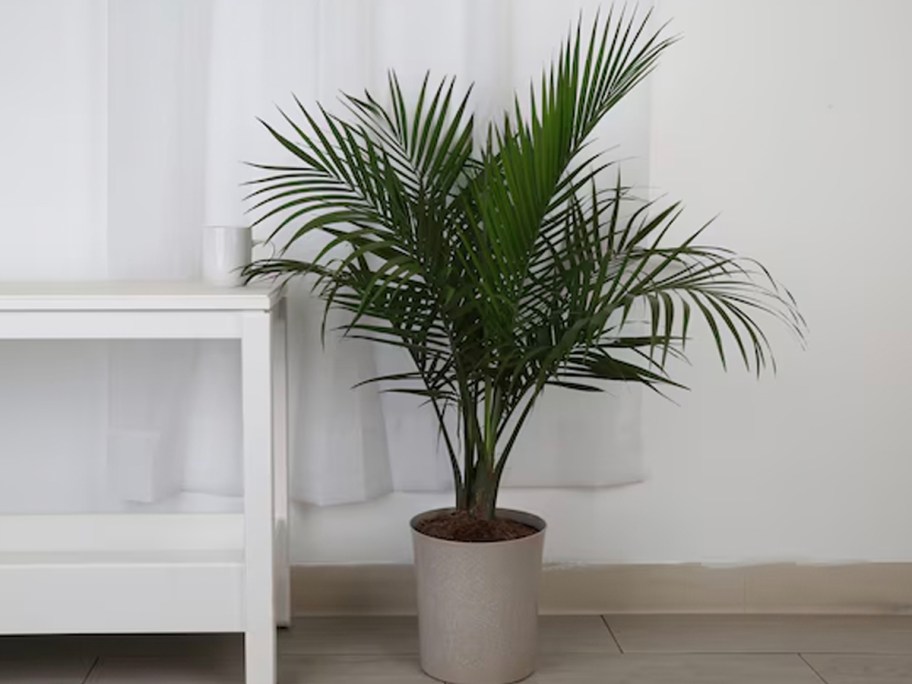 majesty palm in gray pot 