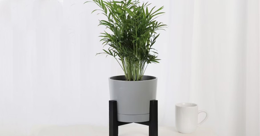 Up to 55% Off Costa Farms House Plants on Lowes.com | Parlor Palm Only $20 (Reg. $45)