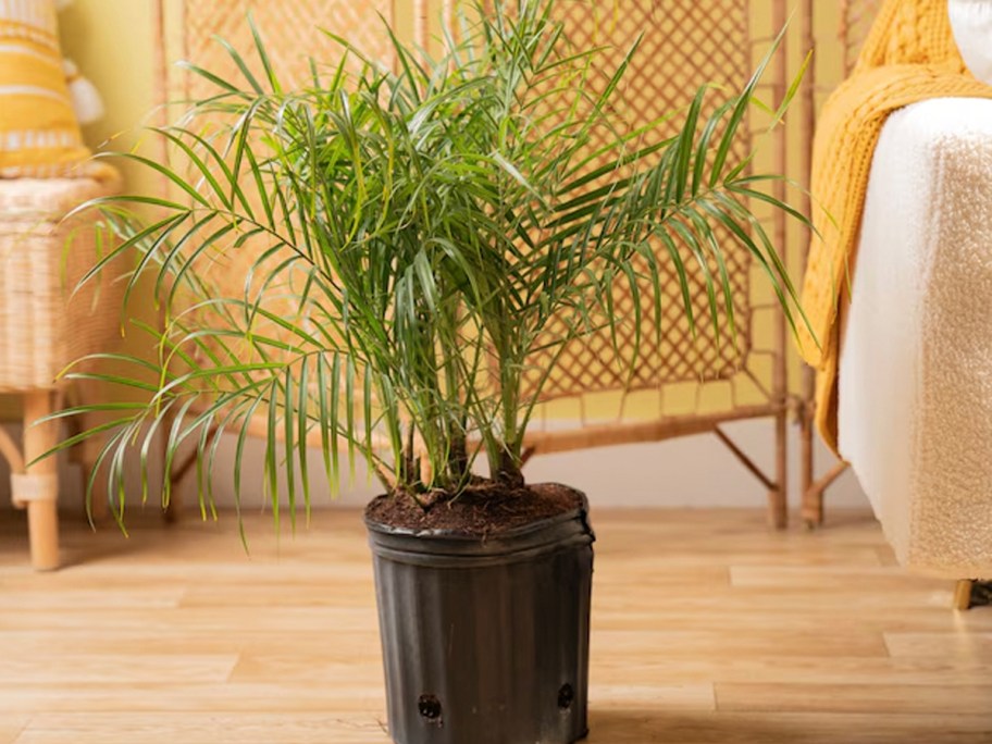 roebellini house plant in black pot in living room 