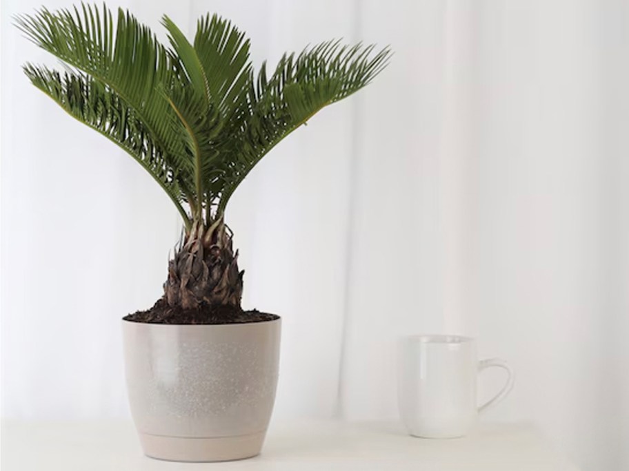 sago palm in white pot on table