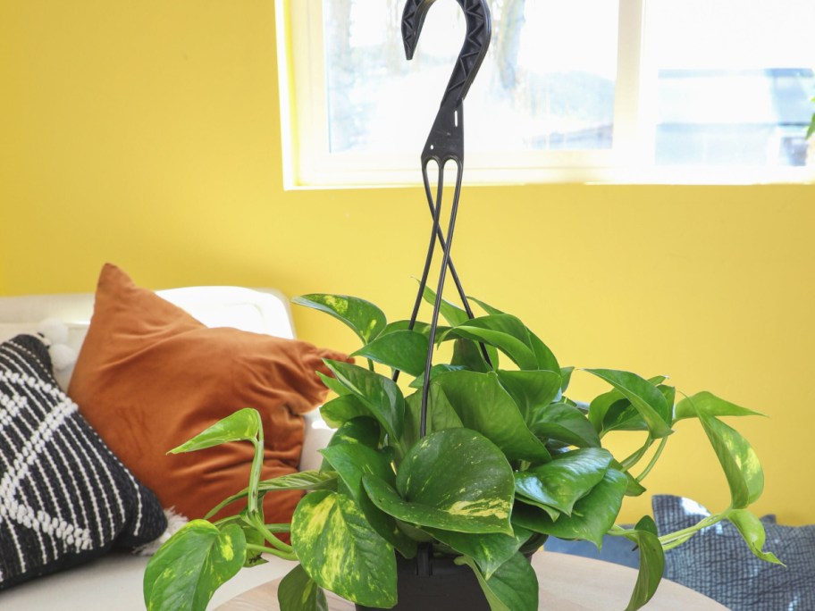display of hanging house plant