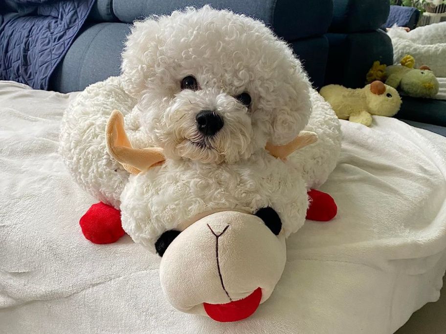dog using Multipet Lamb Chop Dog Bed as a pillow