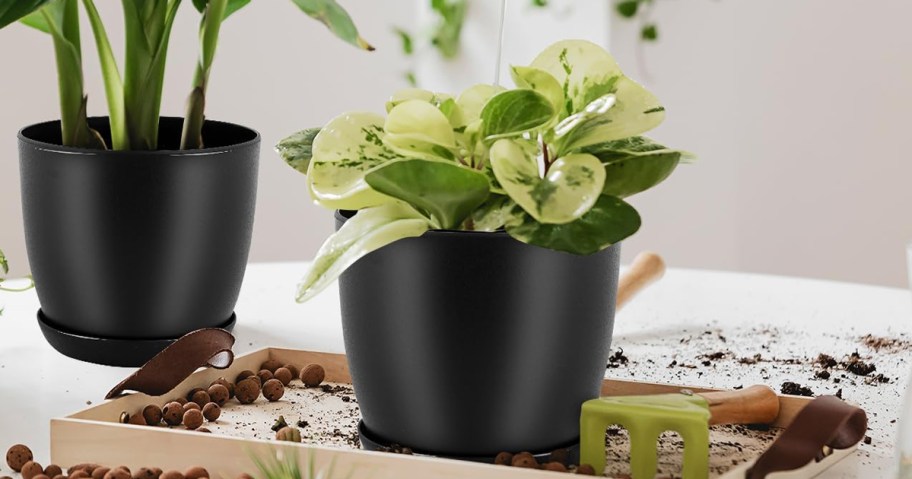black planter with plant on table