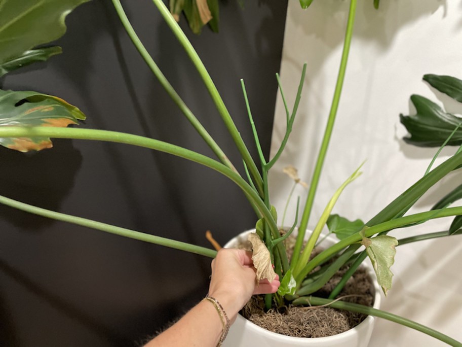 close up of plant stake in green plant in planter