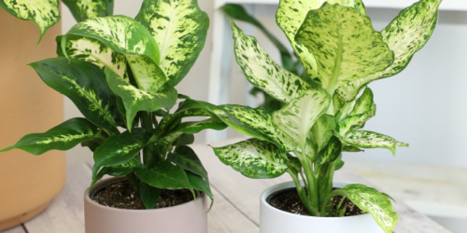 Live Potted House Plant 4-Pack Just $32.90 on Lowes.com