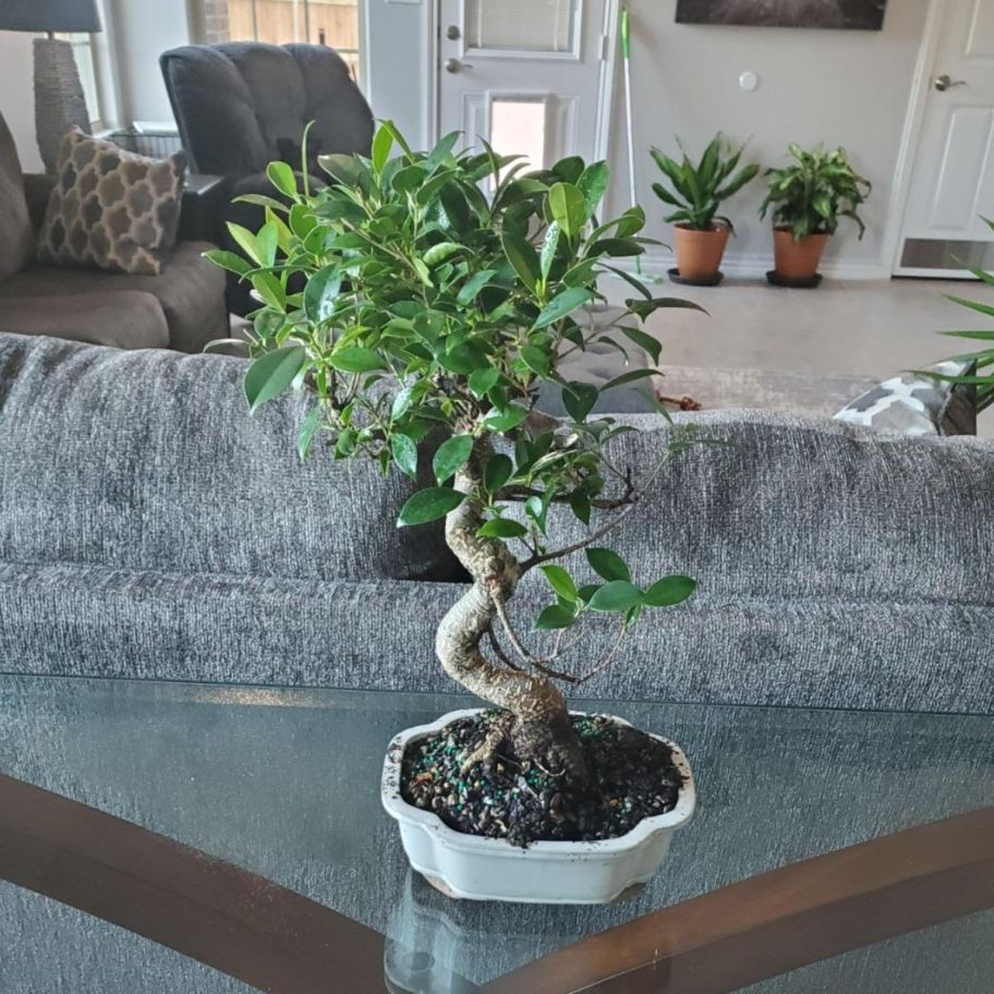 a bonsai tree on a sofa table behind a sofa