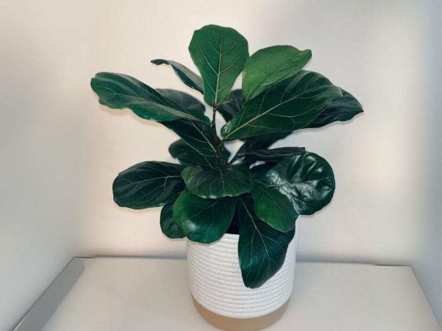 Costa Farms Fiddle Leaf Fig Tree Live Plant 1' Tall on counter