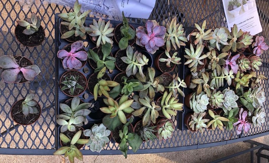 a selection of 25 succulent plants on a patio table