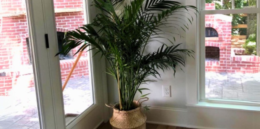 Up to 50% Off Costa Farms Plants on Amazon | Majesty Palm Only $32 Shipped (Reg. $65) + More