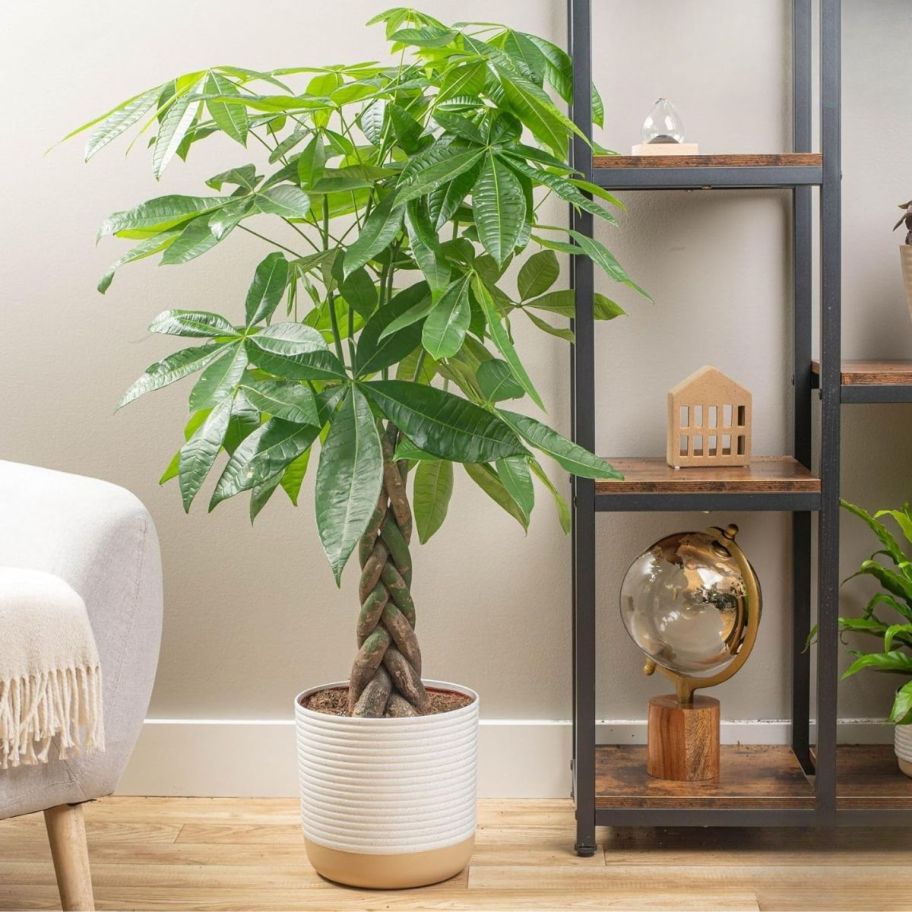 a house plant next to a white accent chair