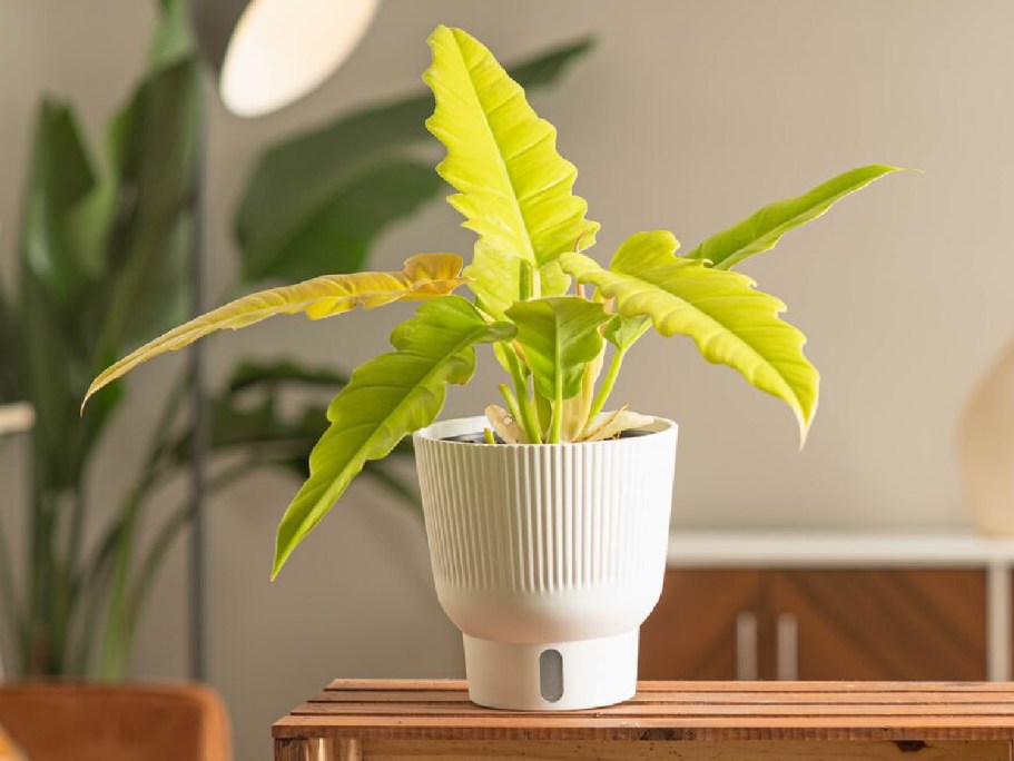 Up to 50% Off Lowe’s Live Plants | Crocodile Philodendron Just $19.80 (Reg. $40)