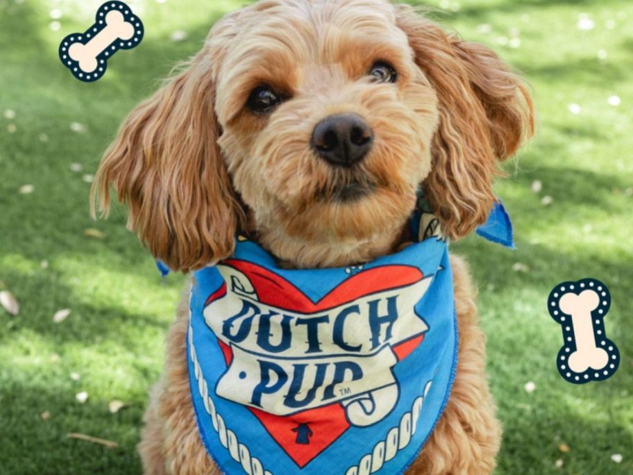 Dog wearing a Dutch Bros Bandana