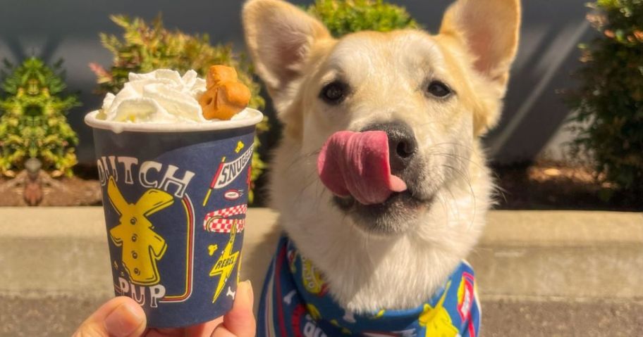 A dog wearing a bandana smacking its lips at a Pup Cup