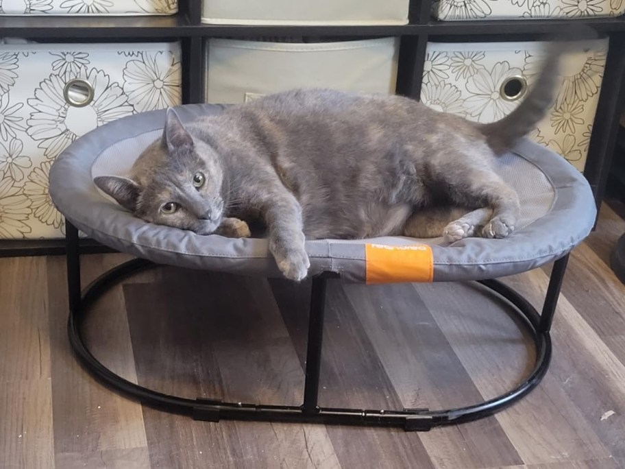 grey cat laying in a grey and black elevated pet bed, storage cube and bins behind it