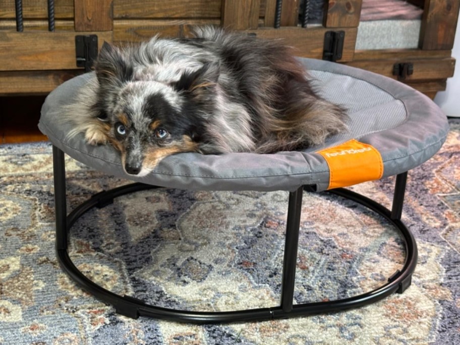 small Australian Sheppard dog in a grey and black mesh elevated pet bed