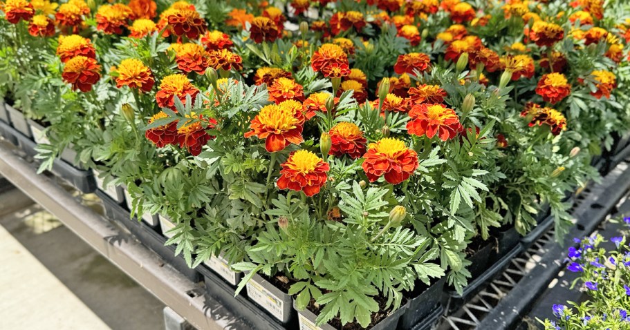 FREE Lowe’s Fall Flower (Reserve Yours Today!)