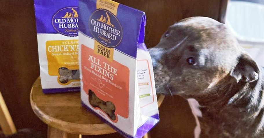 dog sniffing a bag of Old Mother Hubbard Dog Treats