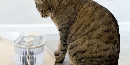 Cat Water Fountain Just $15.99 on Amazon | Removes 99.9% of Impurities