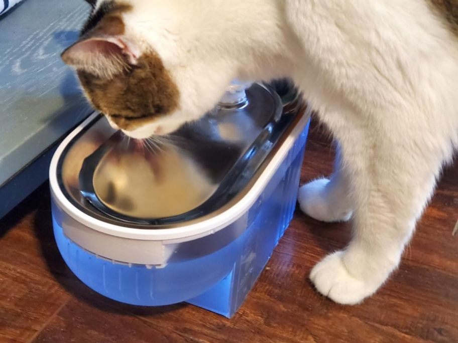 A cat drinking from a pet water fountain 