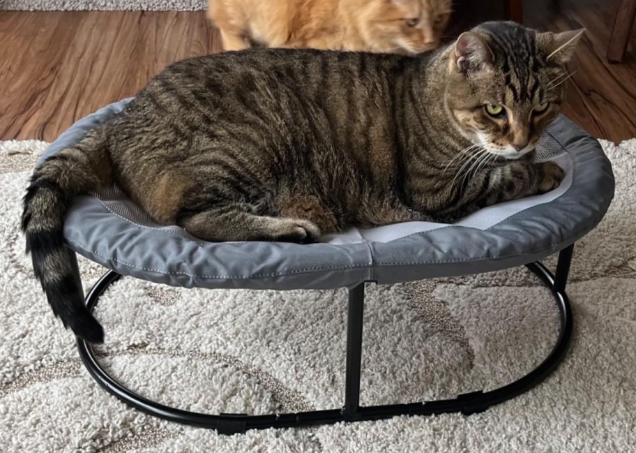 cat laying on raised bed with little cat in the background