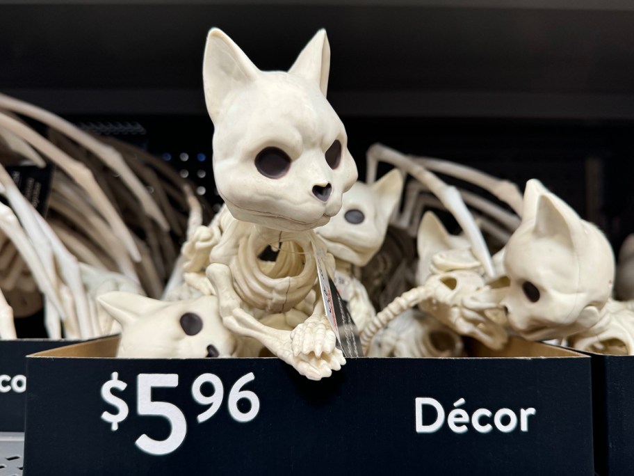 cat skeletons on a store shelf