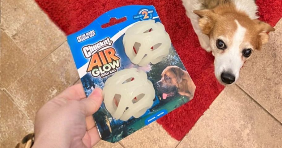 hand holding Chuckit! Air Glow Fetch Ball Dog Toy 2-Pack in front of dog