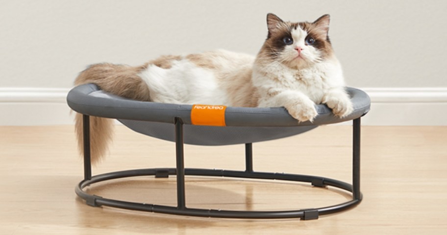 long haired cat in a grey and black elevated pet bed on a wood floor