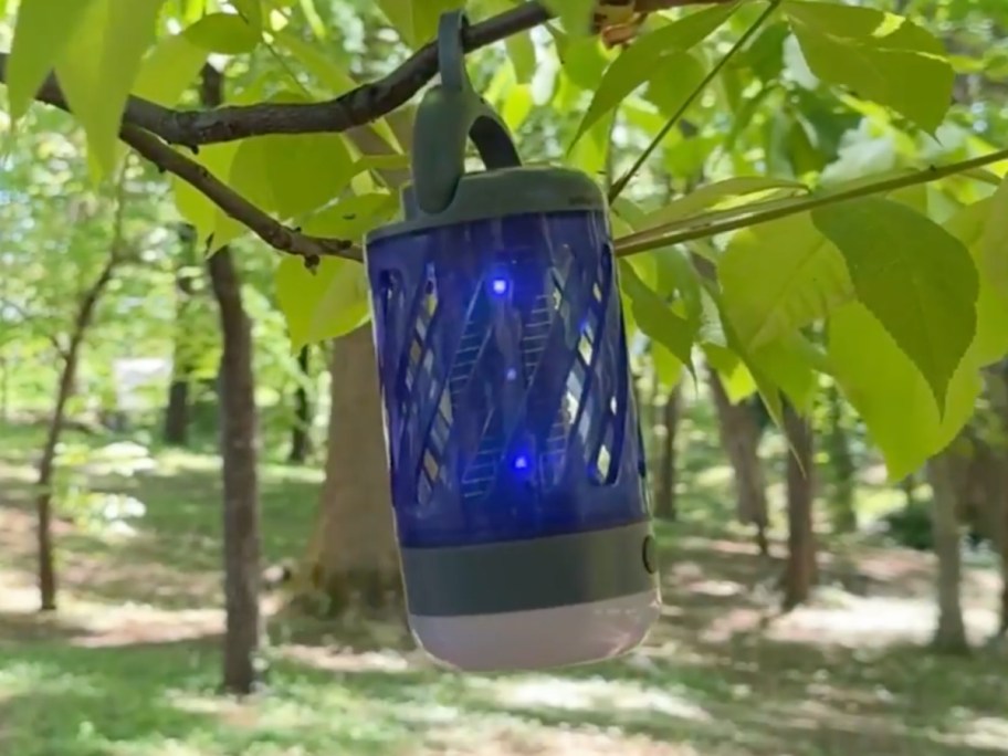 lantern haning from a tree