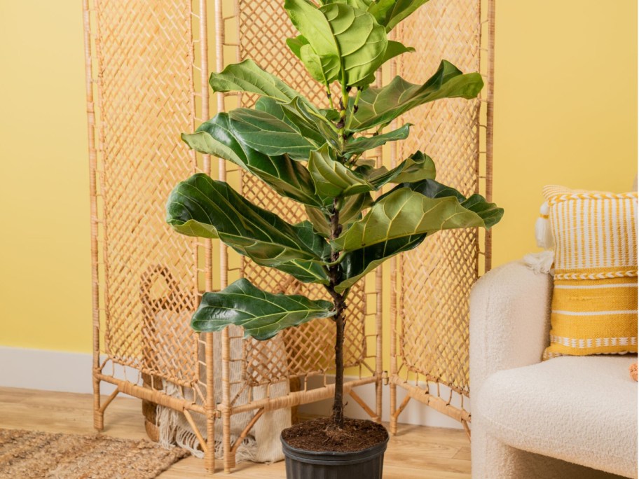 large plant in planter displayed in the living room