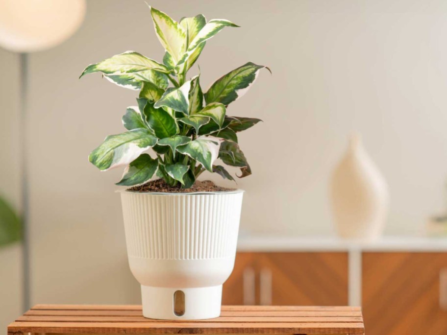 Six Costa Farms Cool Beauty Dieffenbachia house flower pots displayed in living room.