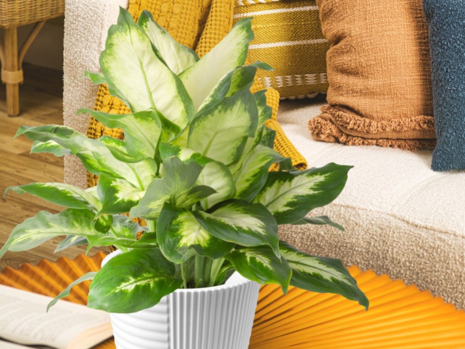 Six Costa Farms Dieffenbachia house planters are displayed in the living room.