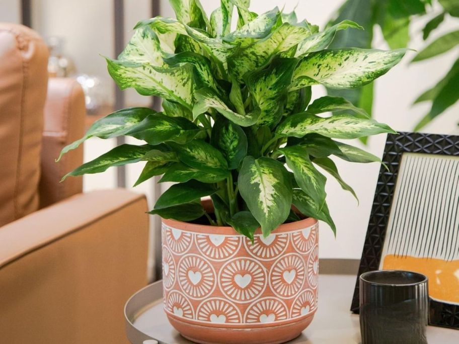 A green plant in a pot on top of a small table