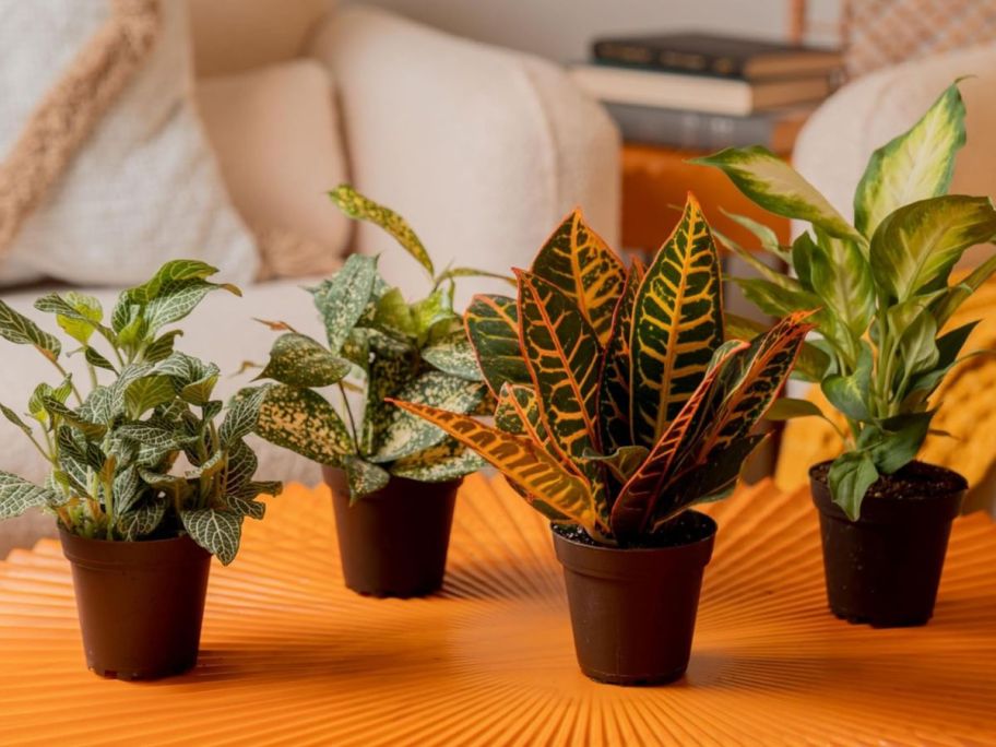 4 small potted plants on a table
