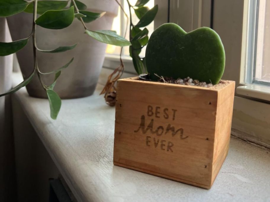 A small planter that read "Best Mom Ever" with live plant