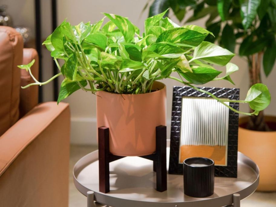 Costa Farms Live Indoor Plant with Planter and Stand