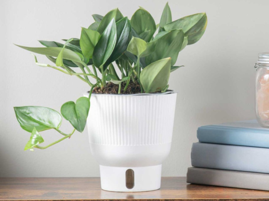 Costa Farms Popular Tropical Sterling Silver Scindapsus House Plant Set of 6 Planters for Living Room Display