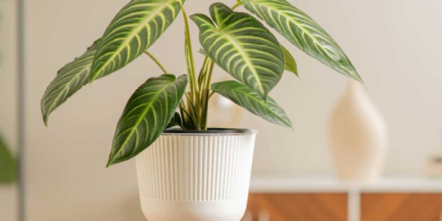 Up to 60% Off Lowe’s Live Plants in Pots | Xanthosoma House Plant Just $19.96 (Reg. $51)