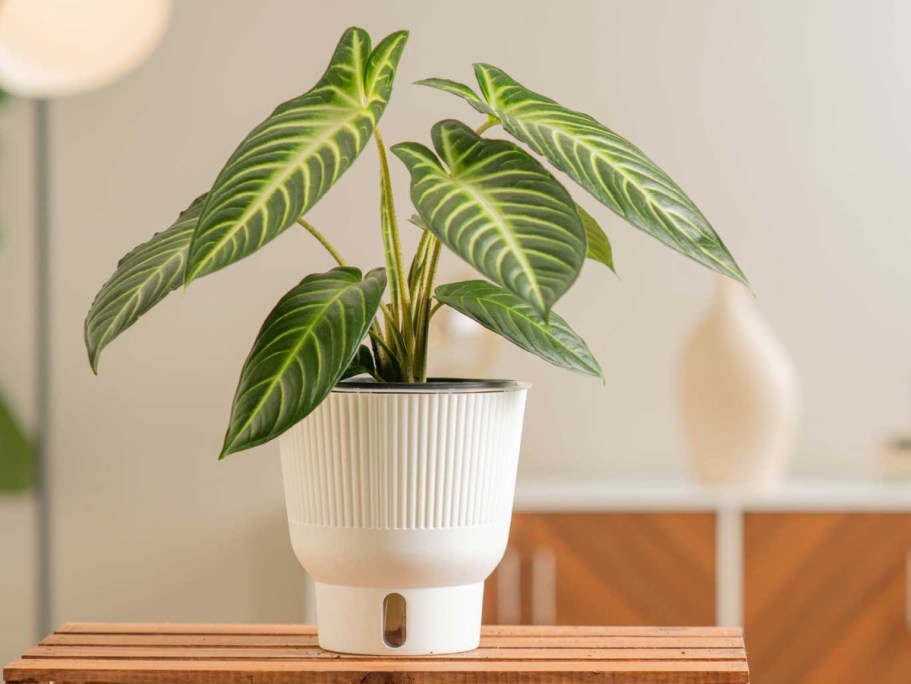 Up to 60% Off Lowe’s Live Plants in Pots | Xanthosoma House Plant Just $19.96 (Reg. $51)