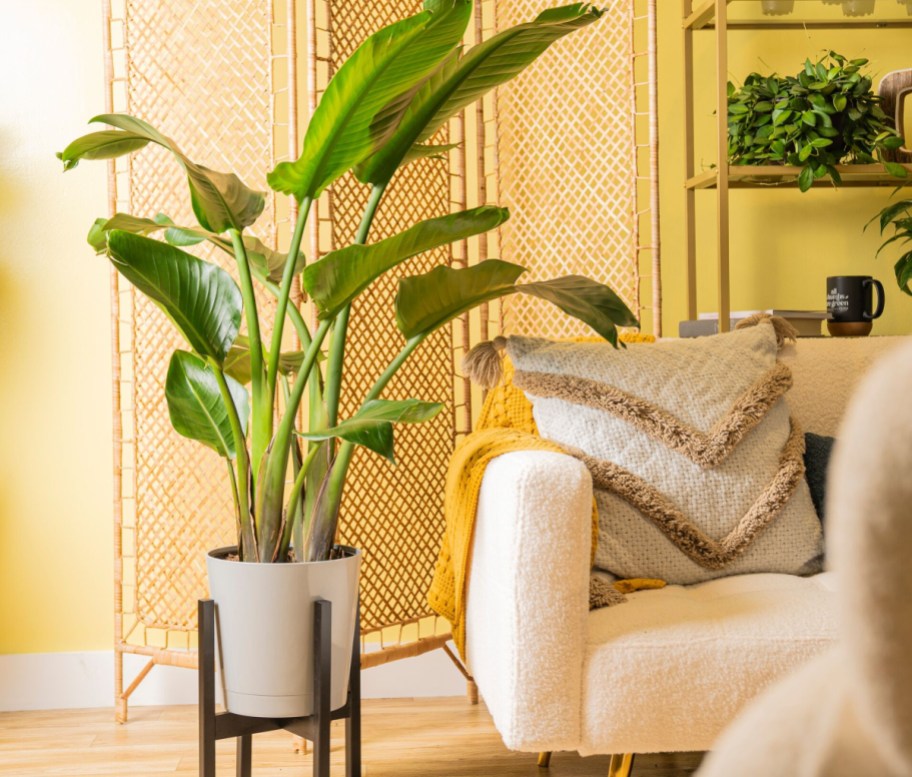 Costa Farms White Bird Of Paradise house plant with 10 pots on display in living room